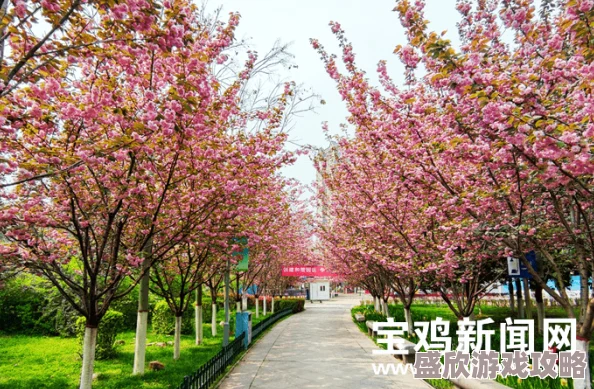 天天se天天cao综合网蜜芽春季新品上市樱花系列限量发售 天天se天天cao综合网蜜芽春季新品上市樱花系列限量发售