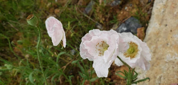 野花日本韩国视频免费高清观看提供丰富多样的亚洲影视资源